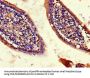 CISD2 Antibody