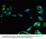 CISD2 Antibody