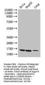 CISD2 Antibody