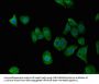 C7orf31 Antibody