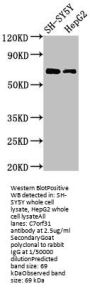 C7orf31 Antibody