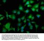 DTX3 Antibody