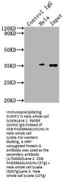 SUMF2 Antibody