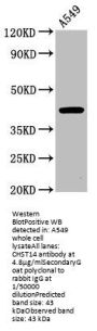 CHST14 Antibody