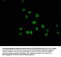 GLIS3 Antibody