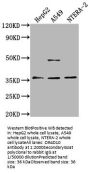 OR4D10 Antibody