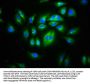 CD99L2 Antibody