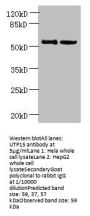 UTP15 Antibody