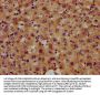 SNED1 Antibody