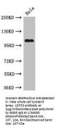 USP33 Antibody