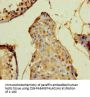 DEFB104A Antibody