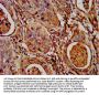 NLRP7 Antibody