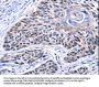 CCNB2 Antibody