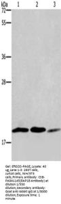 RAP1B Antibody