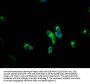 PIK3R5 Antibody