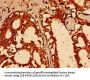 TFAP2C Antibody