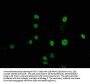 TFAP2C Antibody