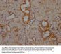 HGD Antibody