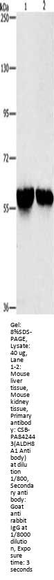 ALDH8A1 Antibody