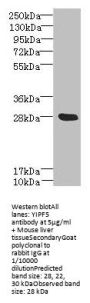 YIPF5 Antibody