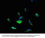 YIPF5 Antibody