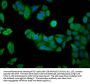 RAB24 Antibody