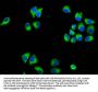 MARVELD3 Antibody