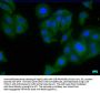 CDK5RAP3 Antibody