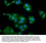 ZFR Antibody