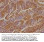 VSTM2L Antibody