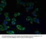 CATSPER2 Antibody