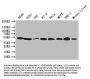 CRBN Antibody