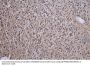 CRBN Antibody