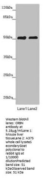 CRBN Antibody