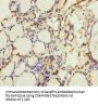 CRBN Antibody