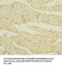 CRBN Antibody