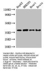 PNKD Antibody