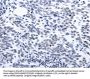 CCND1 Antibody
