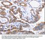 CCND1 Antibody