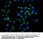 RAB42 Antibody