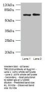 TBC1D19 Antibody