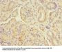 TBC1D19 Antibody