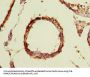 TBC1D19 Antibody