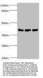 ARFGAP1 Antibody