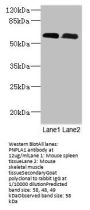 PNPLA1 Antibody