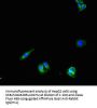 PNPLA1 Antibody