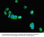PNPLA1 Antibody