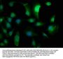NECAB1 Antibody