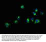 SLC16A11 Antibody
