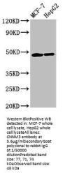 CNNM3 Antibody